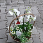 Kübelbepflanzung - Blumen Geißler in Dresden