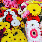 Kübelbepflanzung - Blumen Geißler in Dresden