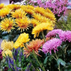 Kübelbepflanzung - Blumen Geißler in Dresden