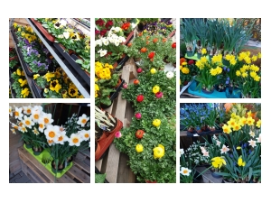 Blumenfachgeschäft - Blumen Geißler Blumenfachgeschäft - Blumen Geißler