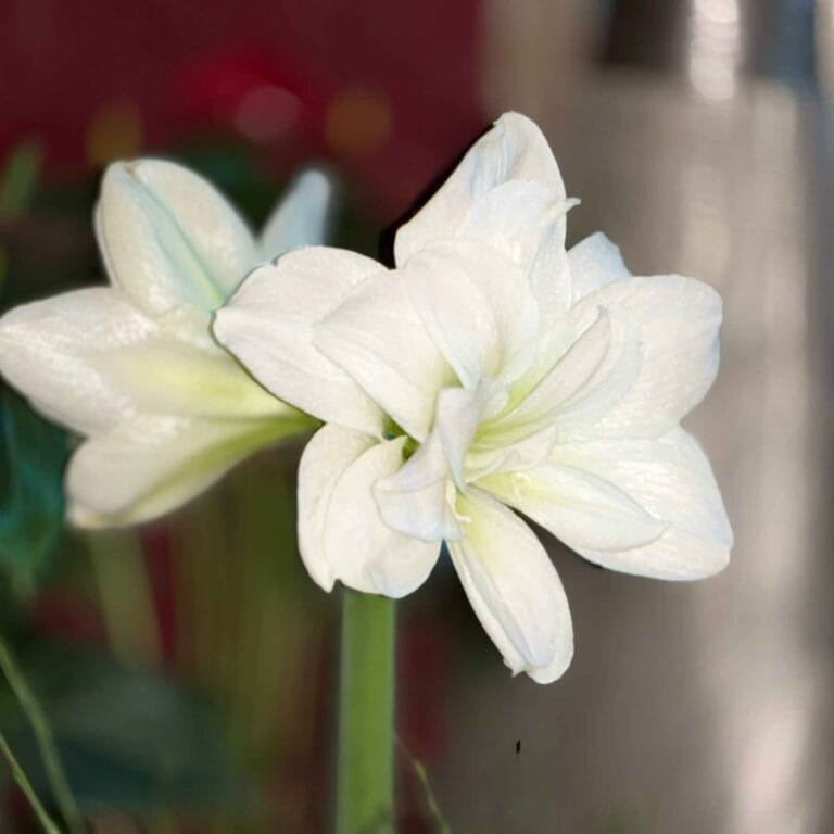 Amaryllis als Schnittblume