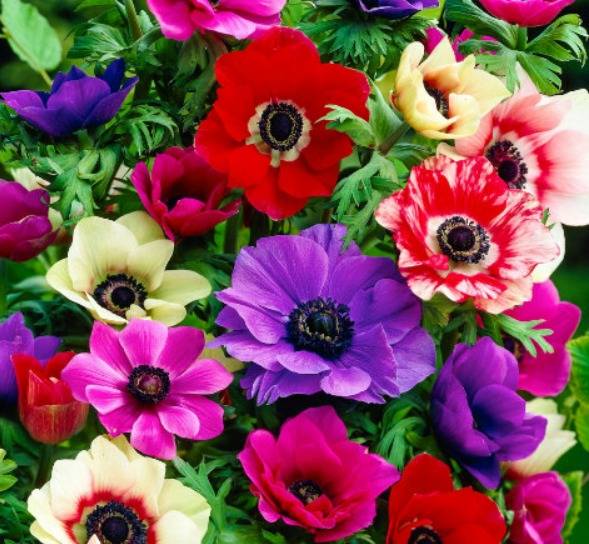 Anemonen in verschiedenen Farben
