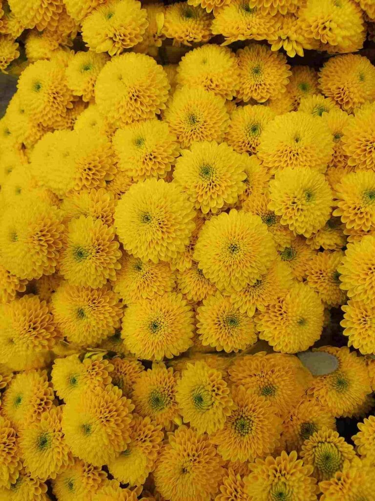Chrysanthemen bei Blumen Geißler in Dresden
