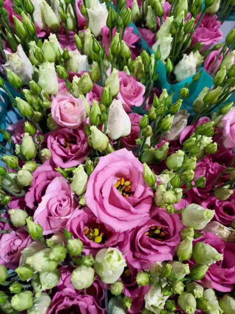 Eustoma mit zarten Blüten