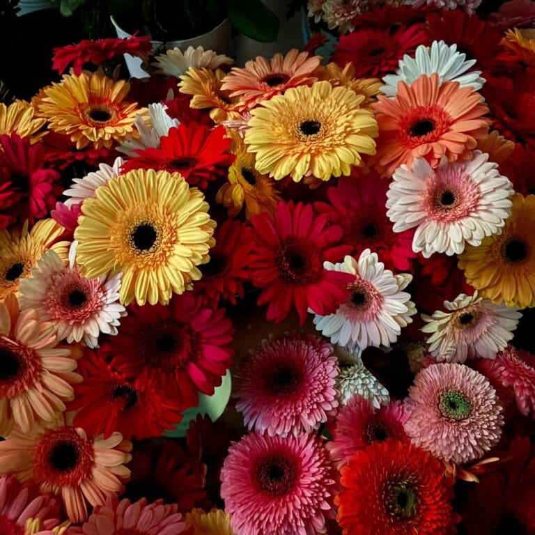 Gerbera in kräftigen Farben