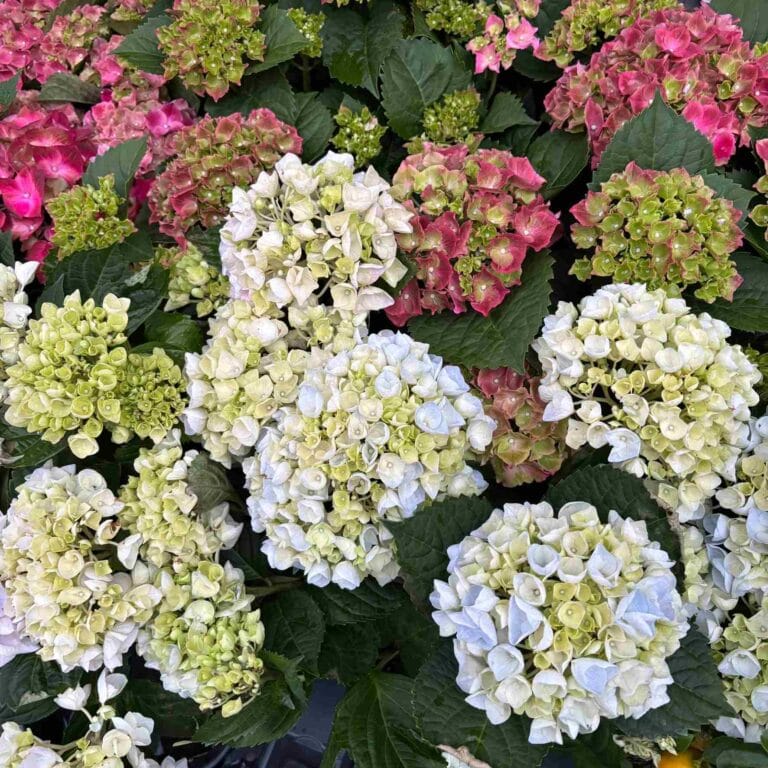Hortensien bei Blumen Geißler