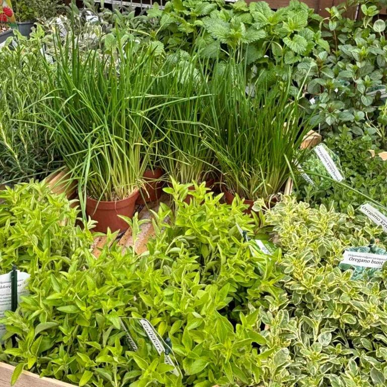 Kräuter als Jungpflanzen