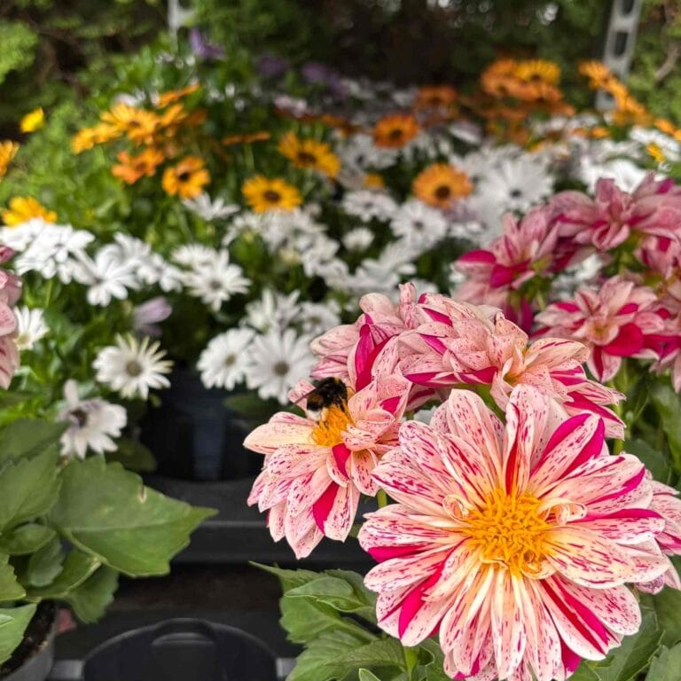 Sommerpflanzen für Beet und Balkon