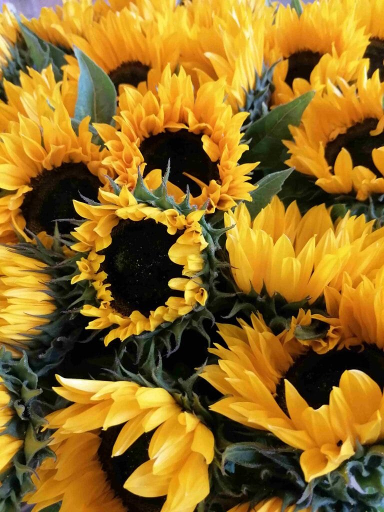 Sonnenblumen im Blumenladen