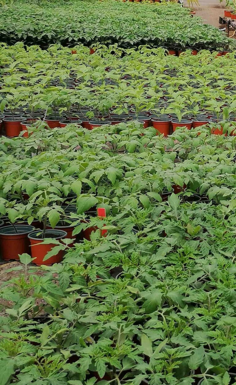 Tomatenpflanze als Jungpflanze